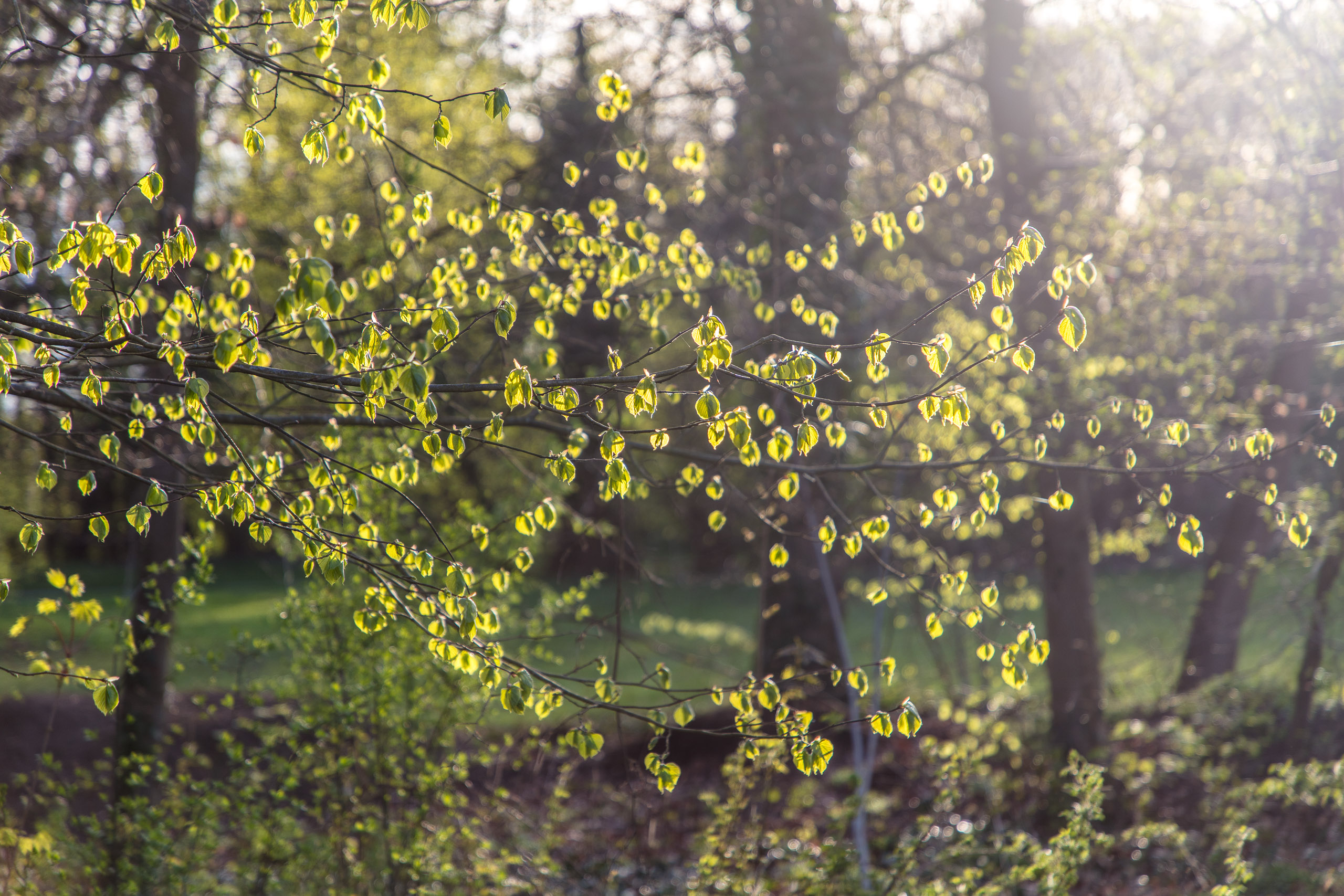 20180414190530 DP014954